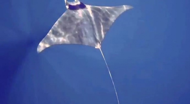 Gökçeada'da manta vatozu görüntülendi Gökçeada'da manta vatozu görüntülendi