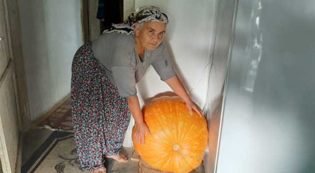Osmaniyeli çift 70 kiloluk bal kabağı yetiştirdi Osmaniyeli çift 70 kiloluk bal kabağı yetiştirdi