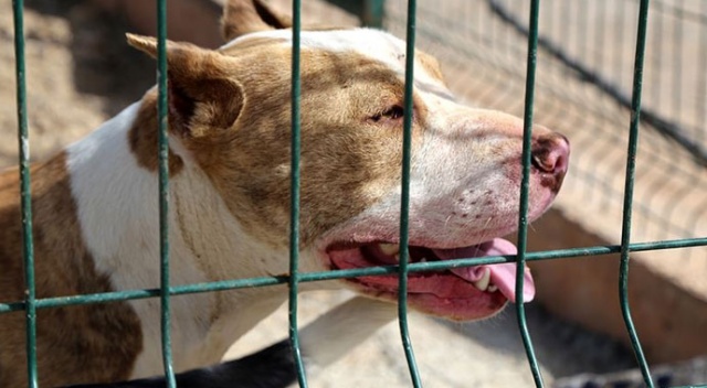 Pitbull dehşeti! Sahibini ağır yaraladı, polis müdahale ederek kurtardı Pitbull dehşeti! Sahibini ağır yaraladı, polis müdahale ederek kurtardı