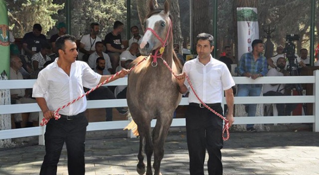 Safkan Arap taylarından 3 milyon 675 bin lira gelir