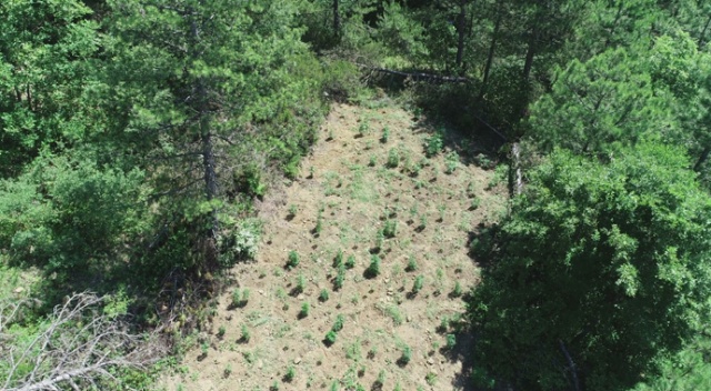 Samsun'da 11 kilo kubar esrar ve 405 kök dişi Hint keneviri ele geçirildi