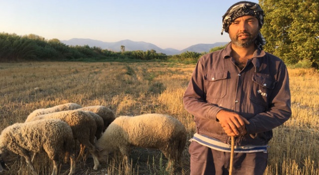 Siyaseti bıraktı çobanlık yapıyor!