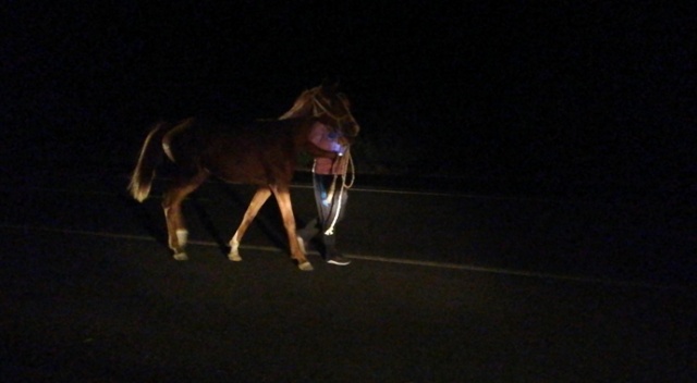 Yarış atları trafiği birbirine kattı Yarış atları trafiği birbirine kattı
