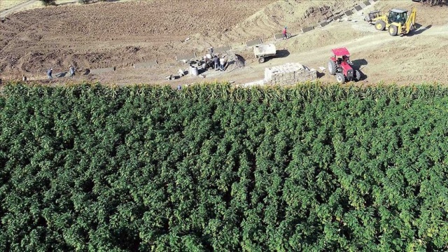 Almanya &#039;glifosat&#039; kullanımını yasaklayacak