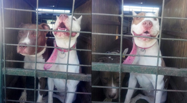 Bu cins köpek besleyenler dikkat! Cezası 15 bin 604 lira Bu cins köpek besleyenler dikkat! Cezası 15 bin 604 lira