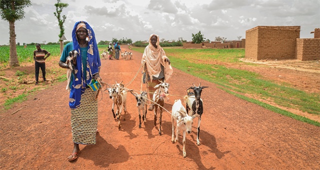 İyilik Derneği, Afrika’nın derdine süt keçileri ile koşuyor İyilik Derneği, Afrika’nın derdine süt keçileri ile koşuyor