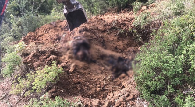 İznik'te toprağa gömülü 6 bin ölü tavuk bulundu İznik'te toprağa gömülü 6 bin ölü tavuk bulundu