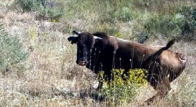 Kurban Bayramı'nda kaçan boğa yeni bulundu Kurban Bayramı'nda kaçan boğa yeni bulundu