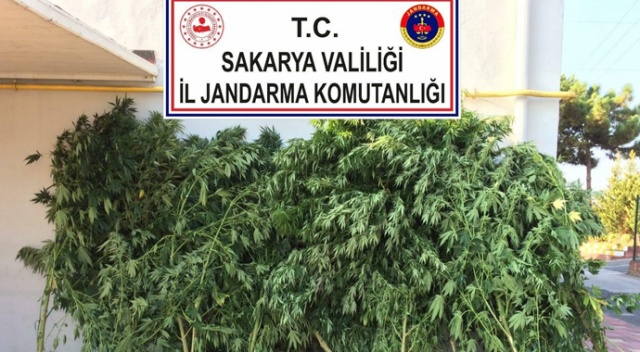 Sakarya'da kenevirlere aşılama yapan şahıs tutuklandı Sakarya'da kenevirlere aşılama yapan şahıs tutuklandı