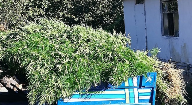 Samsun&#039;da 10 kilo kubar esrar ile bin 658 kök kenevir ele geçirildi
