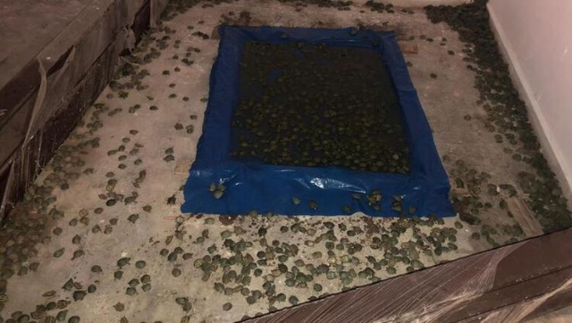 Tam 2500 tanesi sınır kapısında yakalandı