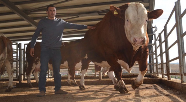 824 kiloluk boğayı görenler hayretler içinde kaldı