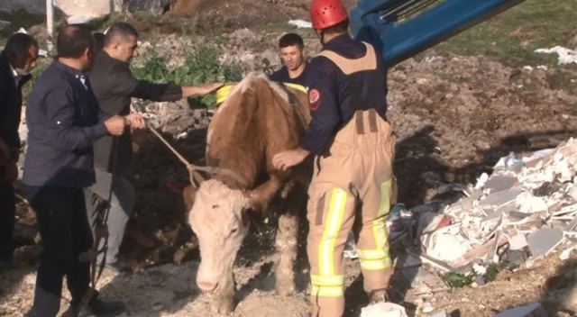 Arnavutköy’de inek kurtarma operasyonu Arnavutköy’de inek kurtarma operasyonu
