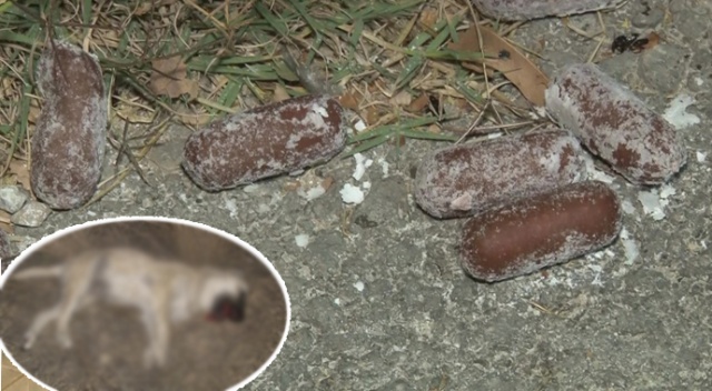 Başkentte ‘iki köpek zehirli sosislerle öldürüldü’ iddiası Başkentte ‘iki köpek zehirli sosislerle öldürüldü’ iddiası