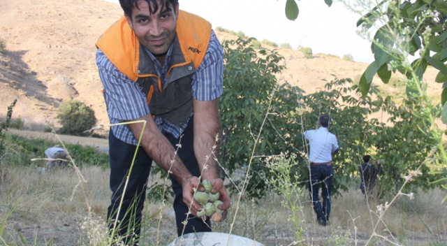 Bingöl’de ceviz hasadı başladı, çiftçinin yüzü güldü Bingöl’de ceviz hasadı başladı, çiftçinin yüzü güldü