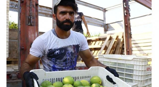 Felsefe okudu, tarım işçisi oldu