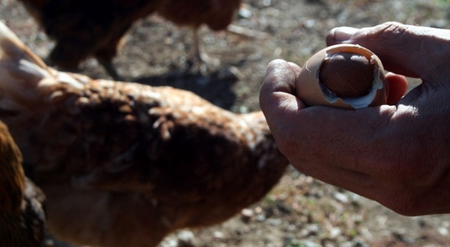 Görenler şaştı kaldı! Yumurtadan yumurta çıktı