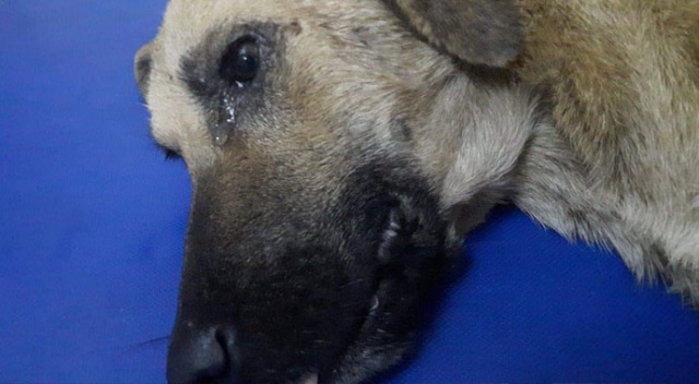 Kazada yaralanan köpeğin gözyaşları yürekleri burktu...