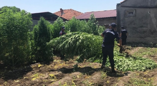 Otomotiv ve tekstilin kenevir ilgisi büyüyor