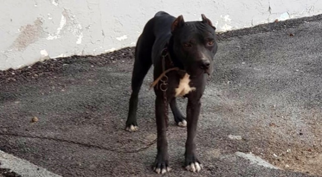 Pitbull çaldı, 7 bin 802 TL para cezası yedi Pitbull çaldı, 7 bin 802 TL para cezası yedi