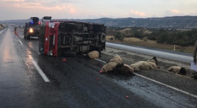 Siirt’te kamyonun çarptığı 15 koyun telef oldu Siirt’te kamyonun çarptığı 15 koyun telef oldu