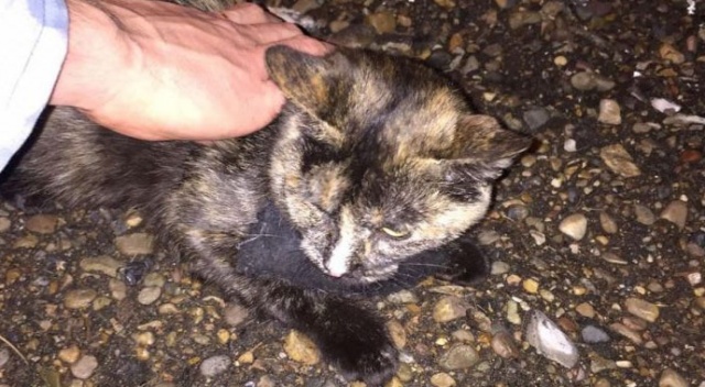 Uyuşturucu kuryesi kedi gardiyanlara yakalandı Uyuşturucu kuryesi kedi gardiyanlara yakalandı
