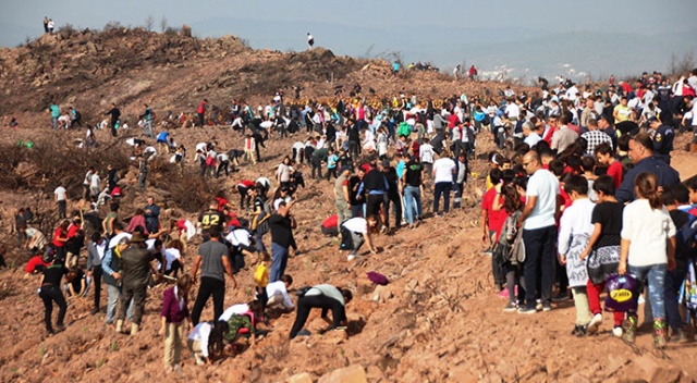 20 bin fidan günlerce yanan ormanda toprakla buluştu 20 bin fidan günlerce yanan ormanda toprakla buluştu