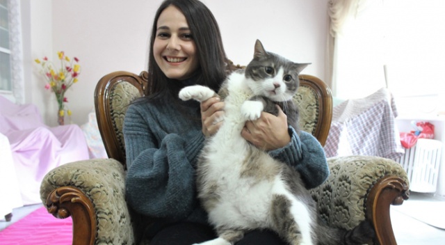 Aslan gibi kedi Aslan gibi kedi