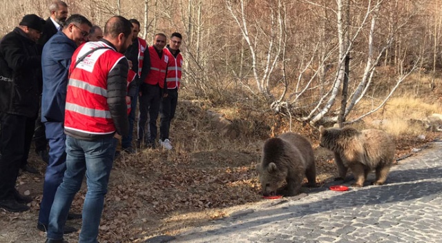 Bitlis’in maskotu ayılar kavurmayla besleniyor Bitlis’in maskotu ayılar kavurmayla besleniyor