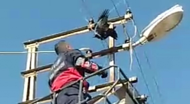 Elektrik tellerine takılan Karga'yı itfaiye ekipleri kurtardı