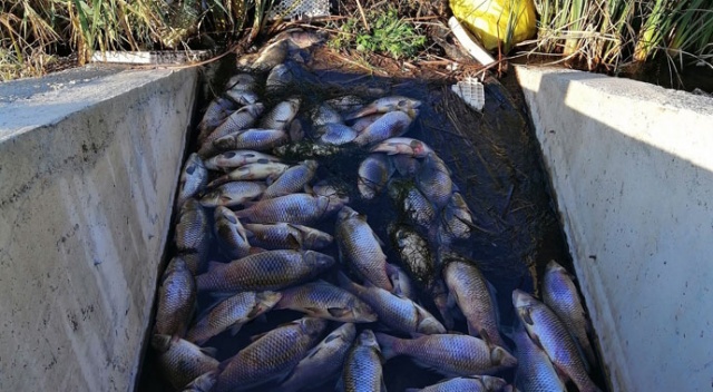 Esrarengiz balık ölümleri vatandaşı tedirgin ediyor