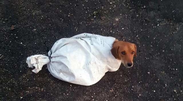 Hamile köpeği çuvala koyup yola attılar