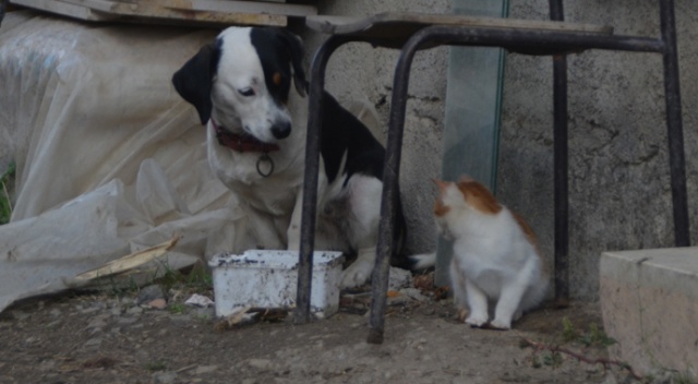 Köpek kediyi emzirip, annelik yapıyor