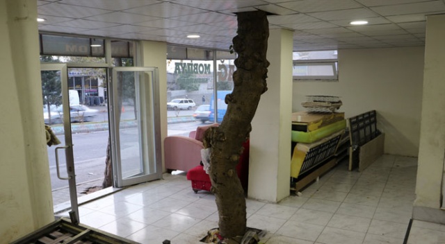 Ocağına incir ağacı dikti! Ocağına incir ağacı dikti!