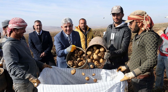 Patateste bu yıl 260 milyon TL hasılat bekleniyor