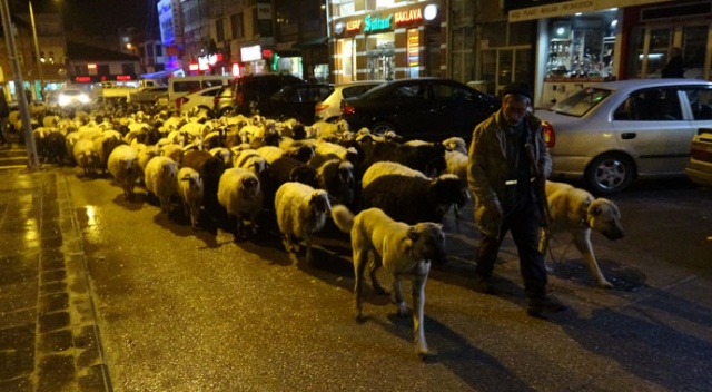 Trafik durdu, koyun sürüsü yoldan geçti Trafik durdu, koyun sürüsü yoldan geçti