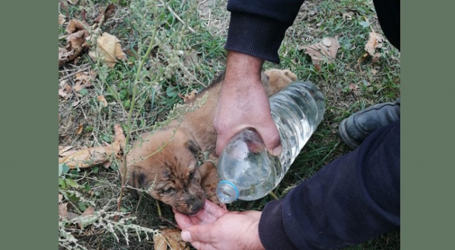Yavru köpekleri sıkıştıkları yerden itfaiye kurtardı
