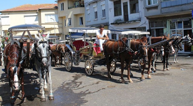 Adalar Kaymakamlığı, itlaf edilen atların sahipleri hakkında suç duyurusunda bulundu Adalar Kaymakamlığı, itlaf edilen atların sahipleri hakkında suç duyurusunda bulundu