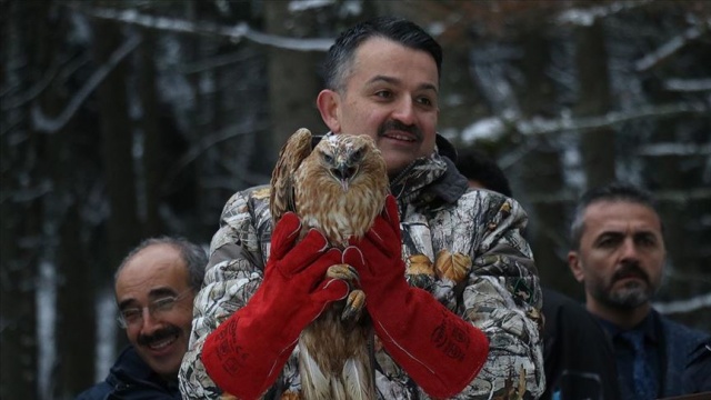Bakan Pakdemirli Abant&#039;ta vaşak ile 3 şahini doğaya bıraktı