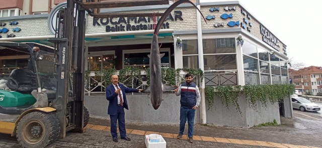 Balıkçıların ağına 200 kiloluk köpek balığı takıldı