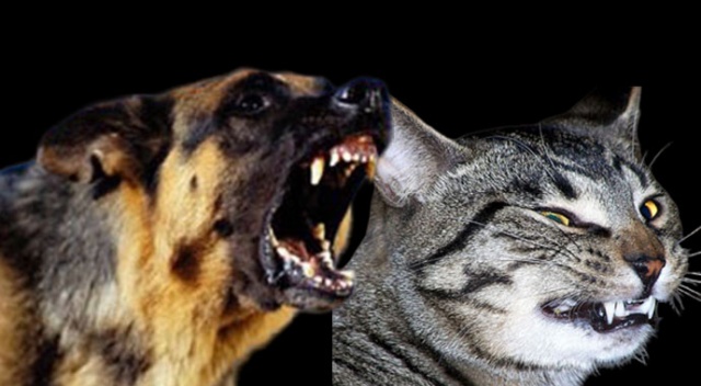 Düzce’de 44 kişiyi kedi ve köpek ısırdı