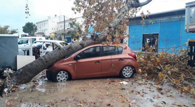 Fırtınanın devirdiği ağaç otomobili hurdaya çevirdi