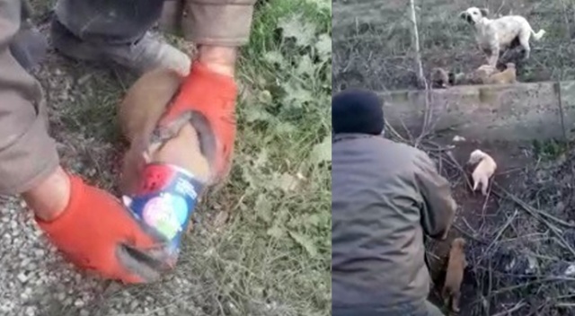 Havlayan köpeğin peşinden giden sürücüler gözlerine inanamadı