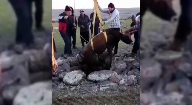 Kuyuya düşen boğa için seferber oldular