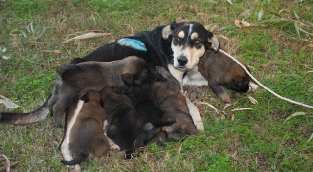 Vicdansızların vurduğu sokak köpeği yavrularına kavuştu Vicdansızların vurduğu sokak köpeği yavrularına kavuştu