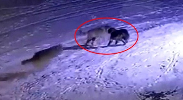 Aç kalan kurtlar köpeği parçaladı!