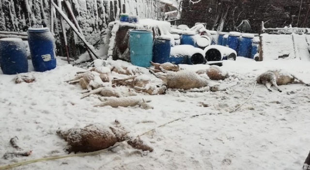 Ahırın çatısı kara dayanamadı, 50’ye yakın koyun telef oldu Ahırın çatısı kara dayanamadı, 50’ye yakın koyun telef oldu