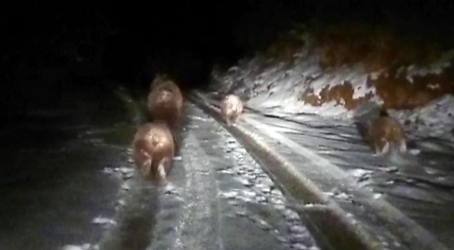 Bu ayılar kış uykusuna yatmadı