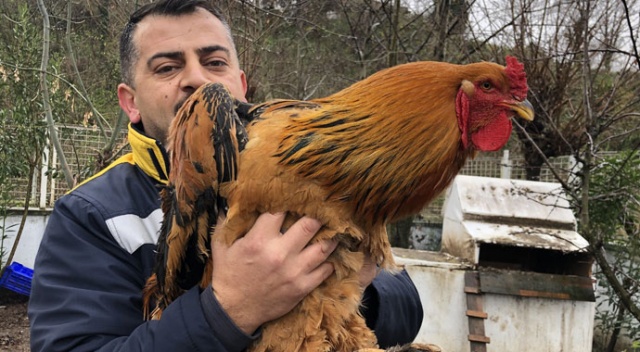Bu horoz görenleri şaşırtıyor! Tam 6,5 kilo Bu horoz görenleri şaşırtıyor! Tam 6,5 kilo