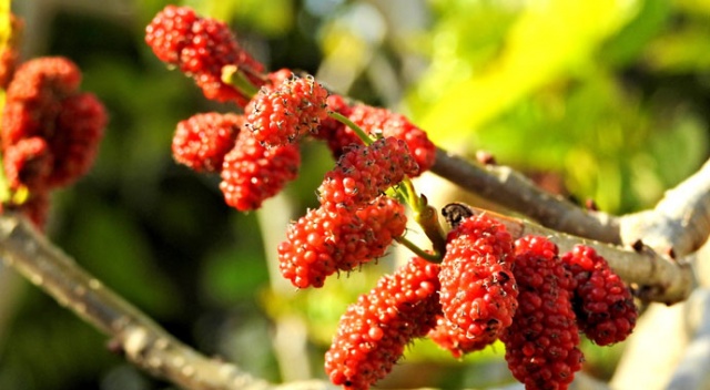 Kış ortasında meyve verdi, görenler şaşkınlığını gizleyemedi
